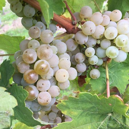 Ferienweingut Willems Oberemmel Luaran gambar